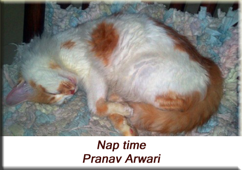 Pranav Arwari - Nap time