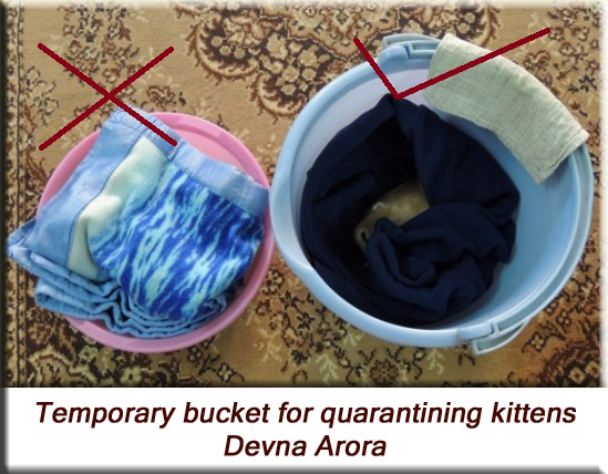 Devna Arora - Temporary bucket for quarantining kittens