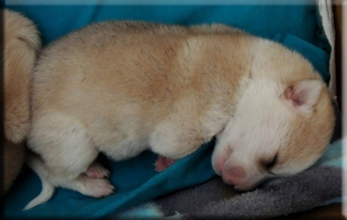 Devna Arora - 10 day old puppy