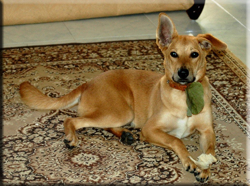 Devna Arora - 6 month old puppy
