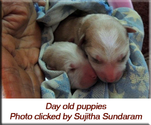 Devna Arora - Day old puppies