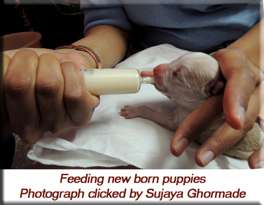 Devna Arora - Feeding new born puppies