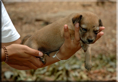 Devna Arora - Holding small puppies