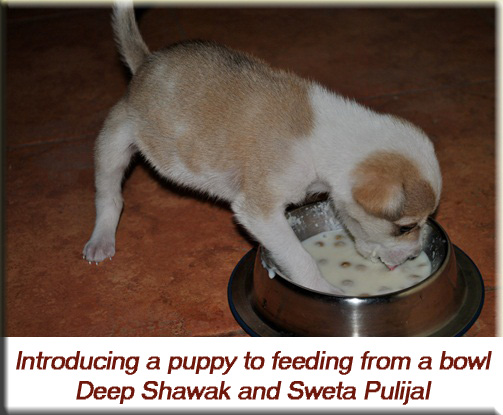 Devna Arora - Introducing a puppy to feeding from a bowl