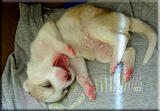 Devna Arora - Puppies comfortably roll on their backs in the third week