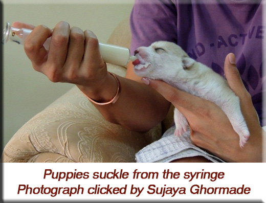Devna Arora - Puppies suckle from the syringe in week 2