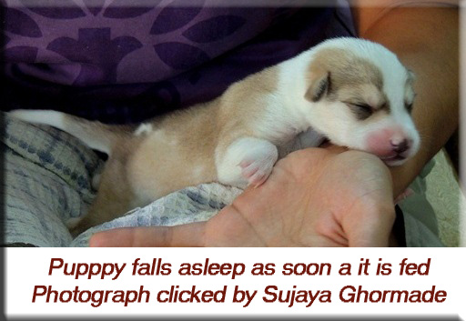 Devna Arora - Puppy falls asleep as soon as it is fed