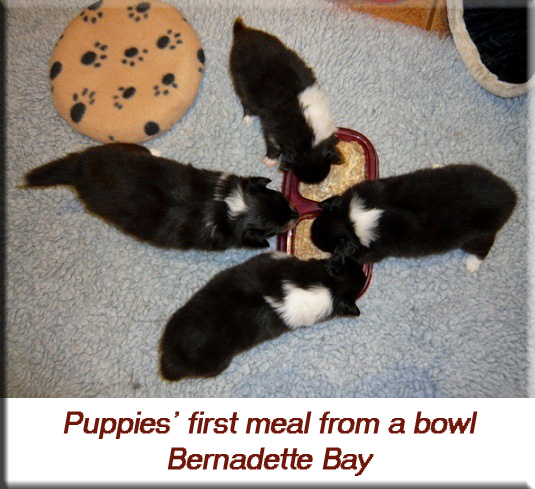 Devna Arora - Puppies' first meal from a bowl