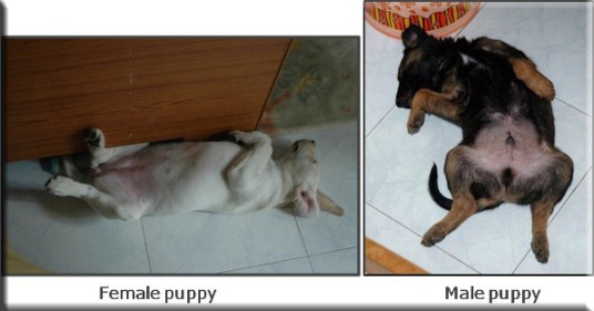 Devna Arora - Sexing puppies