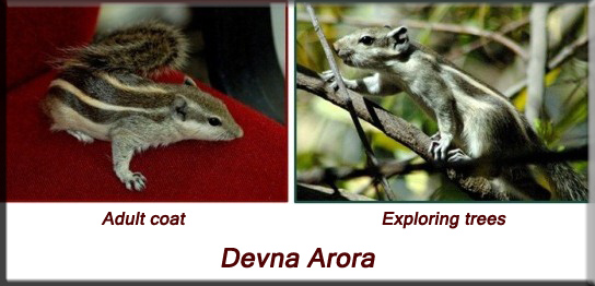 Devna Arora - Indian palm squirrel - 2-3 months old