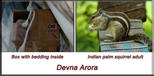 Devna Arora - Indian palm squirrel - 3-4 months onwards