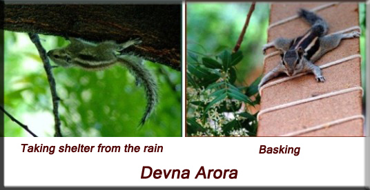 Devna Arora - Indian palm squirrel - release