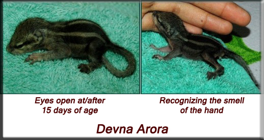 Devna Arora - Indian palm squirrel - week three