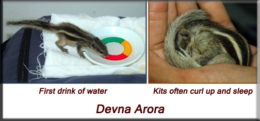 Devna Arora - Indian palm squirrel - week five