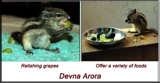 Devna Arora - Indian palm squirrel - week seven