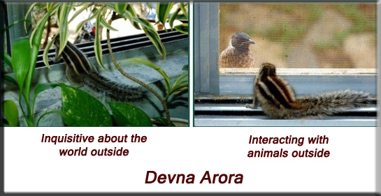 Devna Arora - Indian palm squirrel - week eight