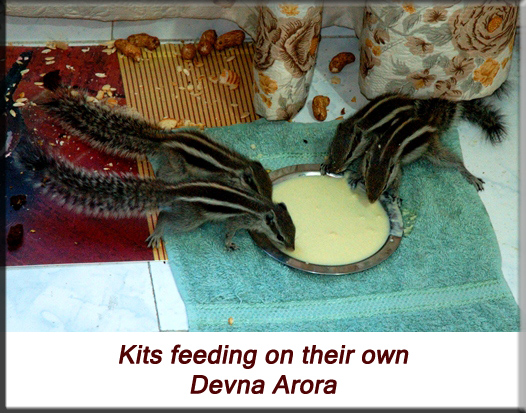 Devna Arora - Indian palm squirrel - kits feeding on their own