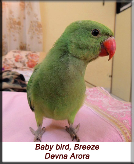 Devna Arora - Parakeet chicks - Baby bird Breeze