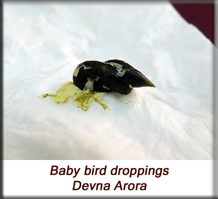 Devna Arora - Parakeet chicks - Baby bird poop