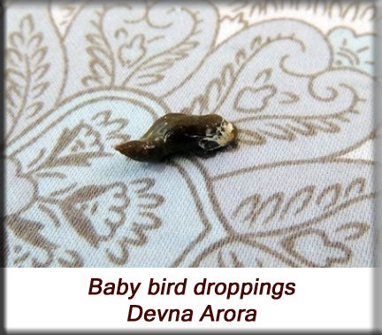 Devna Arora - Parakeet chicks - Baby bird poop