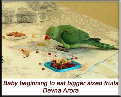 Devna Arora - Parakeet chicks - Baby birds feeding themselves