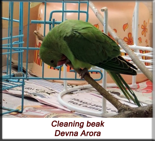 Devna Arora - Parakeet chicks - Baby bird cleaning beak after feeding