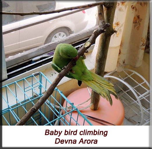 Devna Arora - Parakeet chicks - baby bird climbing