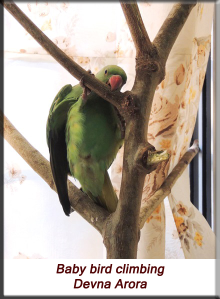 Devna Arora - Parakeet chicks - Baby bird climbing