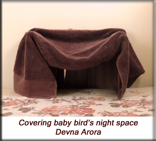 Devna Arora - Parakeet chicks - Covered night space for baby birds
