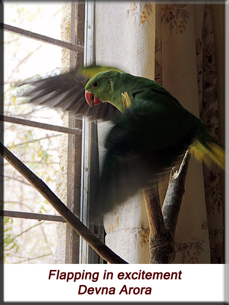Devna Arora - Parakeet chicks - Baby bird flapping in excitement