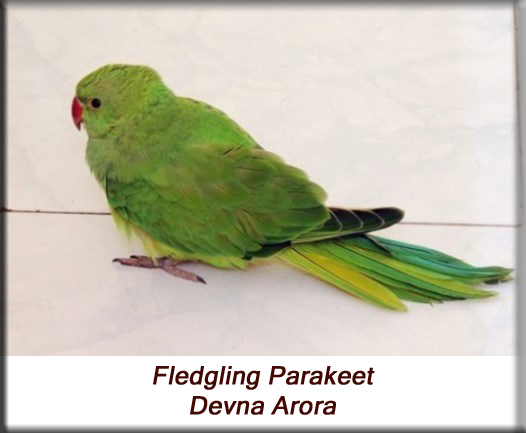 Devna Arora - Parakeet chicks - Fledgling parakeet