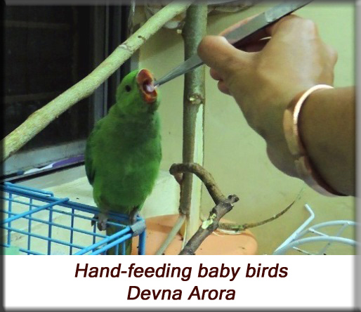 Devna Arora - Parakeet chicks - Hand-feeding baby birds