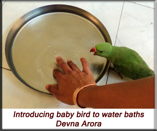 Devna Arora - Parakeet chicks - Introducing water baths