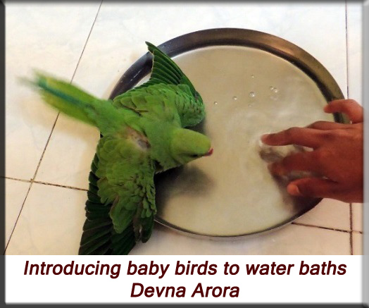 Devna Arora - Parakeet chicks - Introducing water baths