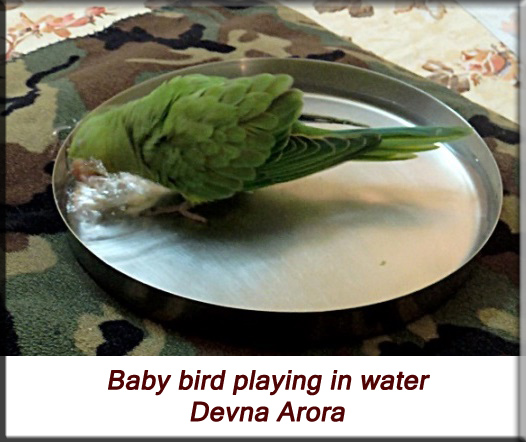 Devna Arora - Parakeet chicks - Baby bird playing in water