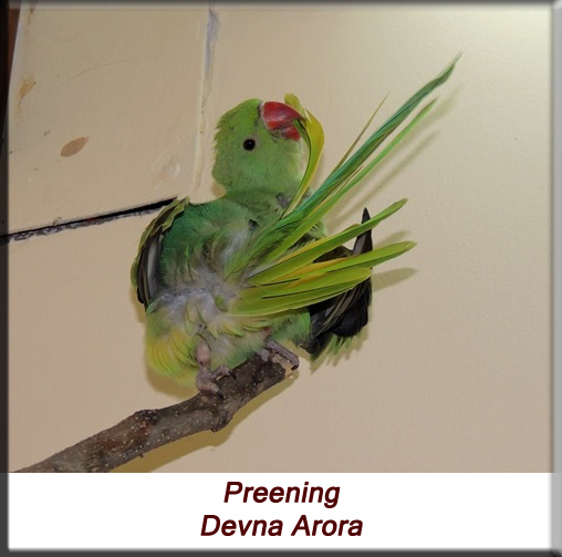 Devna Arora - Parakeet chicks - Baby bird preening