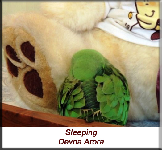 Devna Arora - Parakeet chicks - Baby bird snuggled next to the teddy bear and sleeping