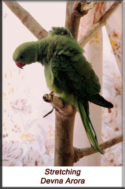Devna Arora - Parakeet chicks - Baby bird stretching