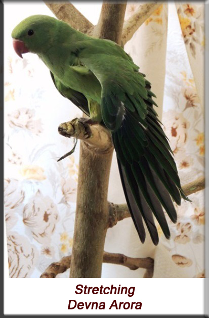 Devna Arora - Parakeet chicks - Baby bird stretching
