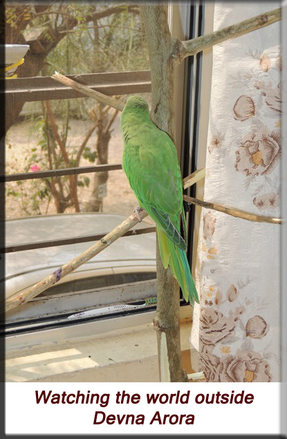 Devna Arora - Parakeet chicks - Baby bird watching the world outside