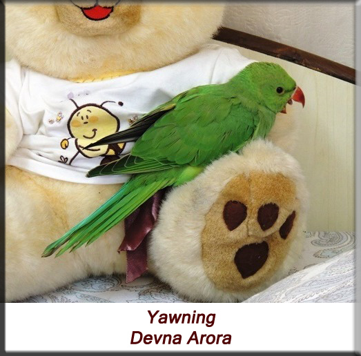Devna Arora - Parakeet chicks - Baby bird yawning