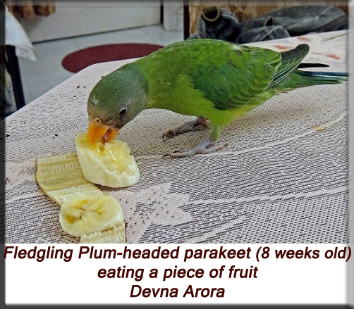 Devna Arora - 8 weeks old plum-headed parakeet eating a piece of fruit