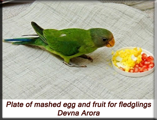 Devna Arora - Plate of chopped food for fledglings