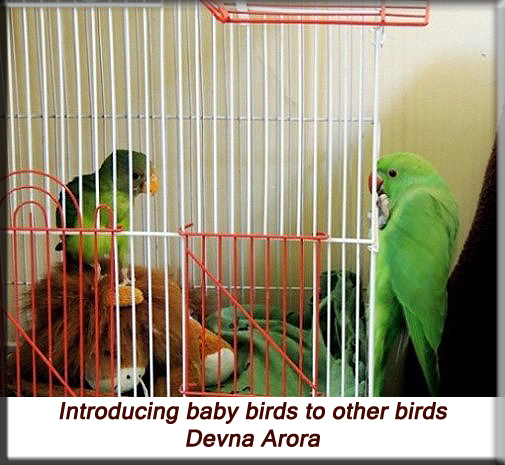 Devna Arora - Introducing parakeets to other parakeets