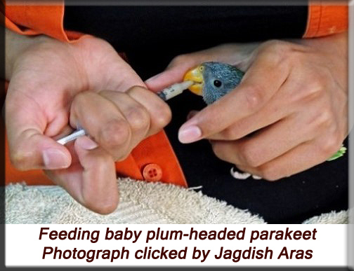 Devna Arora - Feeding baby plum-headed parakeet