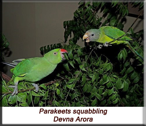 Devna Arora - Parakeets squabbling and establishing hierarchy