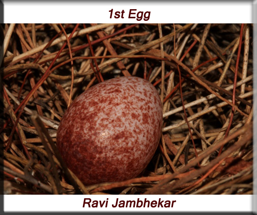 Red-whiskered bulbul - 1st egg