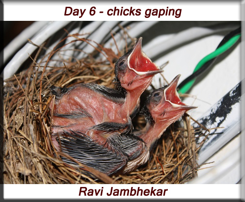 Red-whiskered bulbul - Day 6 chicks gaping
