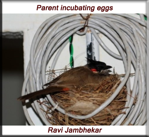 Red-whiskered bulbul - parent incubating the eggs