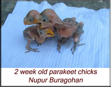 2 week old parakeet chicks